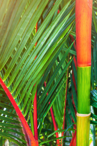 10 Red LIPSTICK PALM Sealing Wax Palm Cyrtostachys Renda Tree Houseplant Seeds