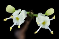 40 AMERICAN HOLLY Ilex Opaca Tree Shrub Evergreen Red Berry Seeds - aka White Holly, Prickly Holly, Christmas Holly, Yule Holly