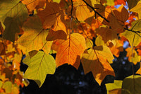 15 TULIP POPLAR TREE Yellow Flower Liriodendron Tulipifera Whitewood Seeds