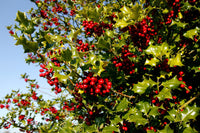 40 ENGLISH HOLLY Ilex Aquifolium aka European Common or Christmas Holly Evergreen Tree Shrub Berry Seeds