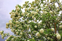 30 EUROPEAN CRANBERRY / SNOWBALL Tree Guelder Rose Viburnum Opulus Red Fruit White Flower Seeds