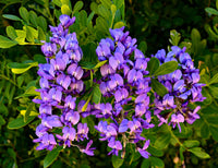 10 TEXAS Mountain LAUREL Sophora Secundiflora Mescal Tree Purple Flower Seeds