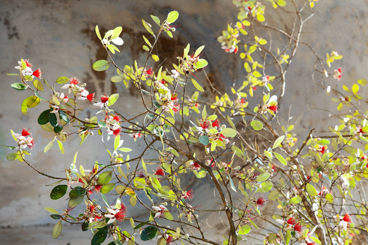 10 PINEAPPLE GUAVA Fruit Acca Guavasteen Brazilian or Fig Guava Feijoa Sellowiana Pink Red Flower Tree Shrub Seeds