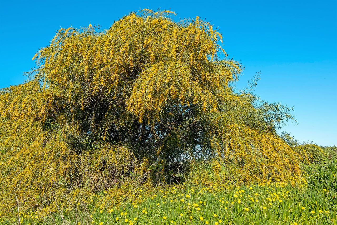 10 GOLDEN MIMOSA Acacia Baileyana Yellow Wattle Tree Flower Seeds