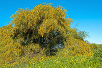 10 GOLDEN MIMOSA Acacia Baileyana Yellow Wattle Tree Flower Seeds