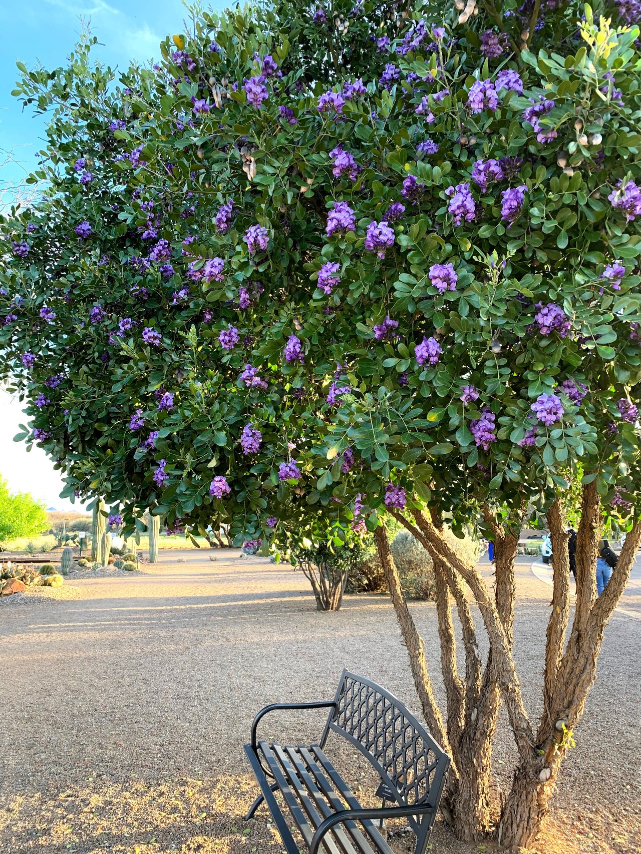 10 TEXAS Mountain LAUREL Sophora Secundiflora Mescal Tree Purple Flower Seeds