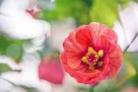 30 Mixed Colors FLOWERING MAPLE (Chinese Bell Flower) Abutilon Hybridum Shrub Bush Small Tree Seeds