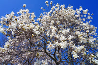 5 STAR MAGNOLIA Stellata TREE Seeds - Fragrant White to Pink Big 4