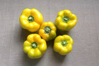 50 YELLOW Cheese PIMENTO PEPPER Capsicum Annuum Vegetable Seeds