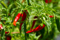 300 LONG Red CAYENNE PEPPER Capsicum Annuum Vegetable Seeds