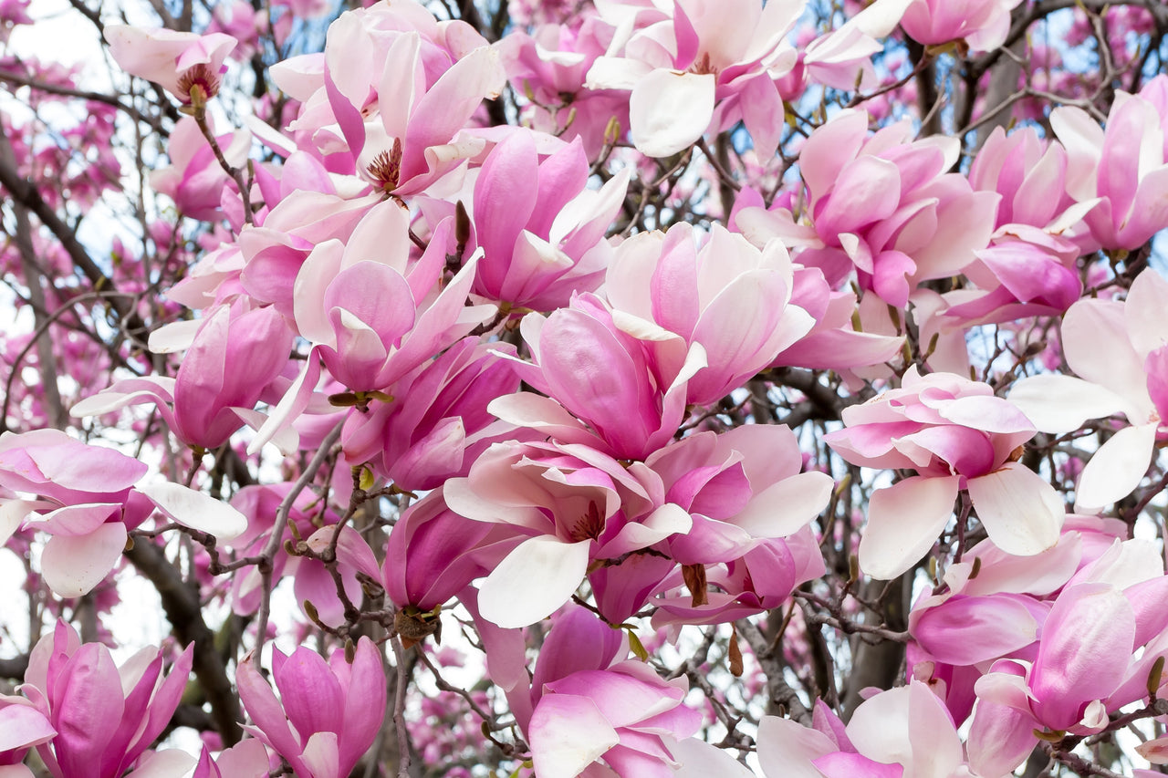 5 SAUCER MAGNOLIA x Soulangeana Denudata & Liliiflora 5 - 10" Pink & White Flower Tulip Tree Seeds
