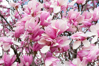 5 SAUCER MAGNOLIA x Soulangeana Denudata & Liliiflora 5 - 10