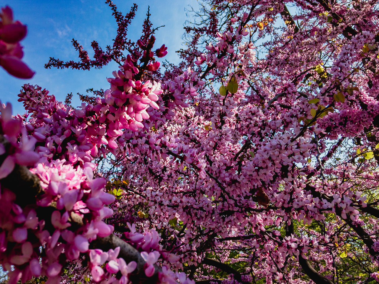 40 CHINESE REDBUD Cercis Chinensis Shrub Small Tree Pink Purple Flower Seeds
