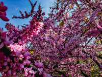 40 CHINESE REDBUD Cercis Chinensis Shrub Small Tree Pink Purple Flower Seeds