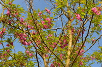 15 ROSE LOCUST / Pink ACACIA Flower Robinia Hispida Fertilis Tree Shrub Seeds