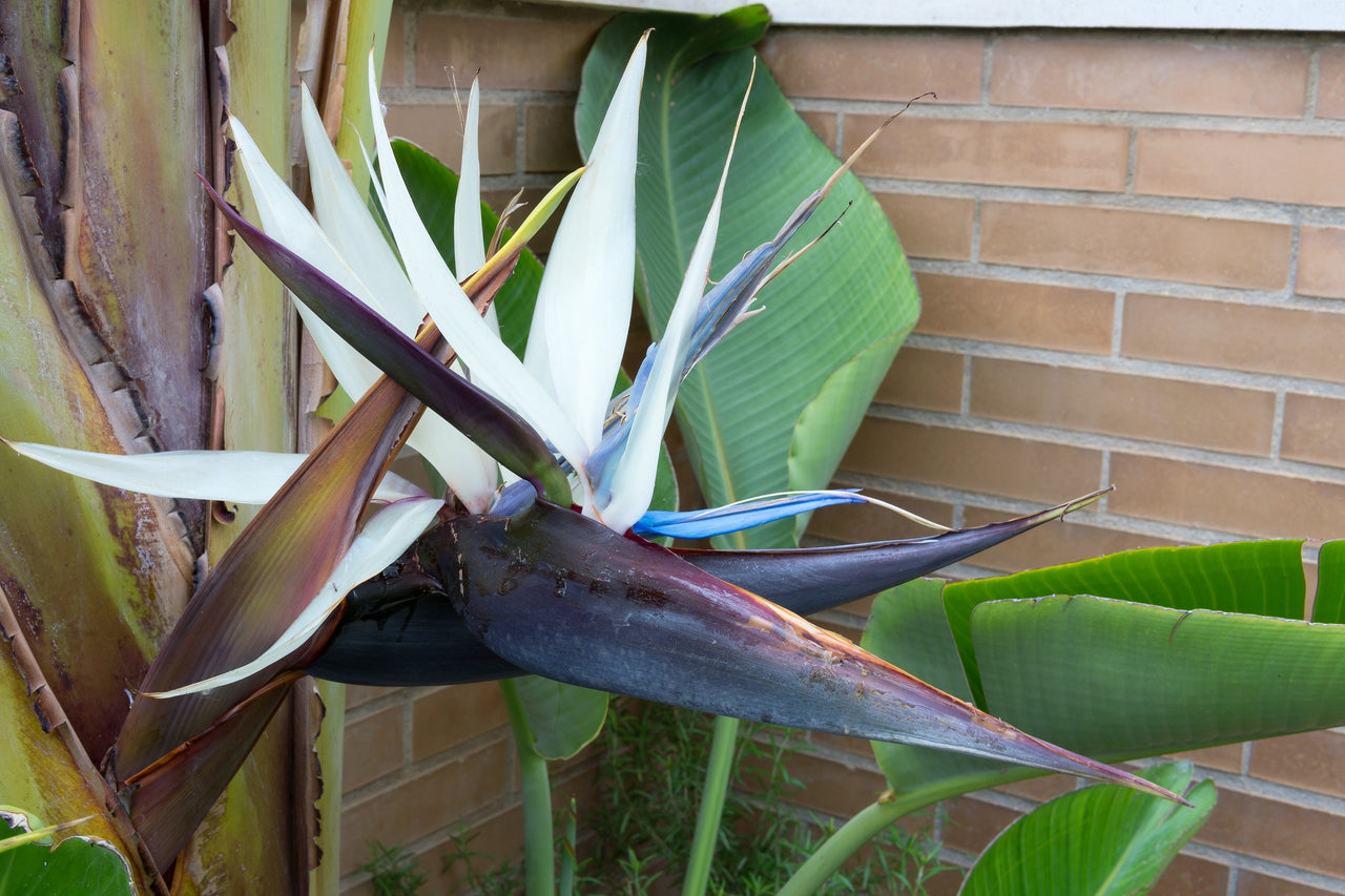 5 GIANT BIRD OF PARADISE Tree Strelitzia Nicolai Wild Banana White Crane Blue Purple Flower Houseplant Seeds