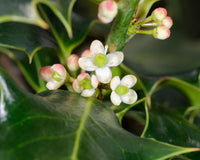 40 ENGLISH HOLLY Ilex Aquifolium aka European Common or Christmas Holly Evergreen Tree Shrub Berry Seeds