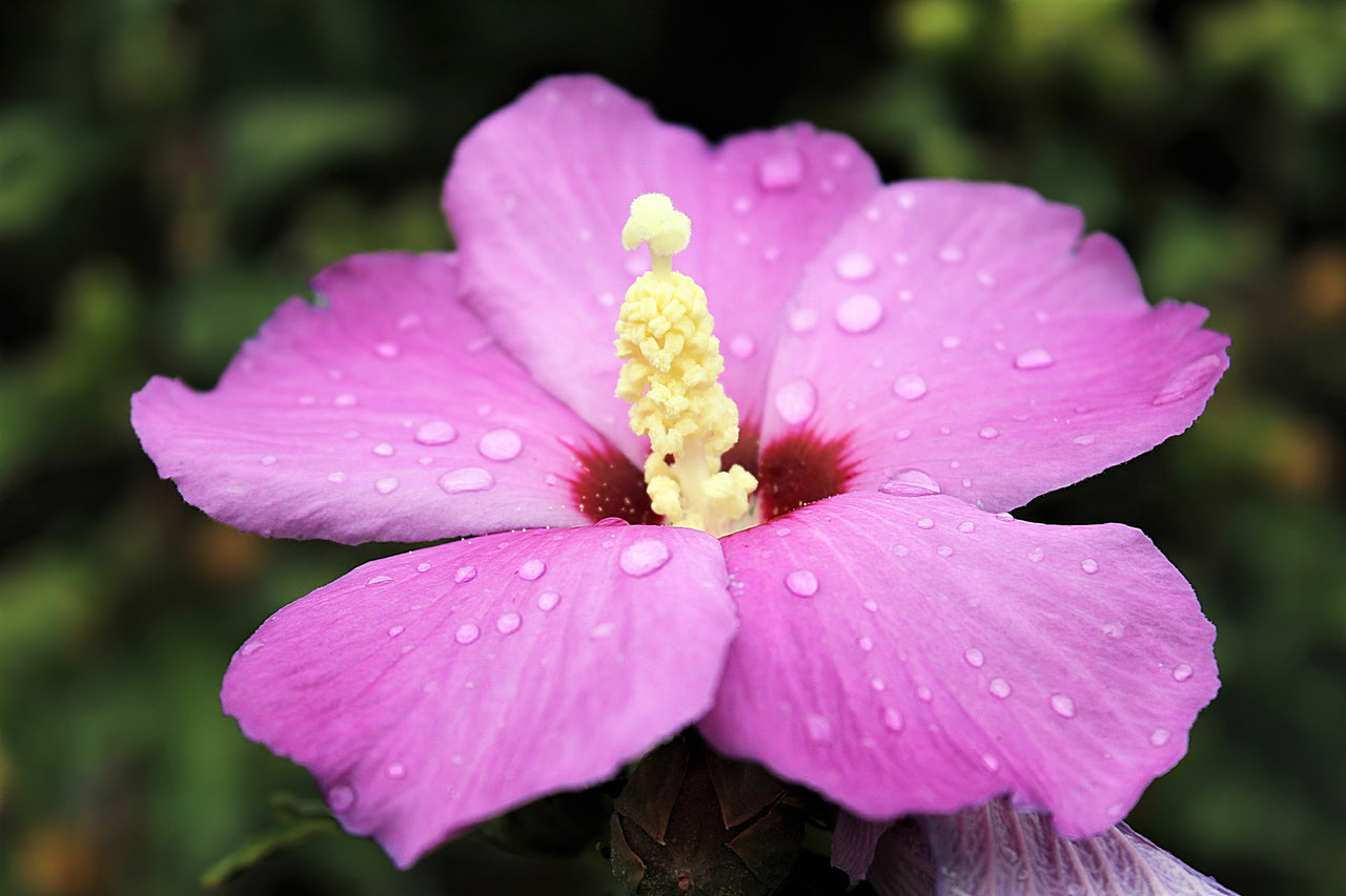 25 Dark Pink ROSE Of SHARON HIBISCUS Syriacus Flower Tree Bush Seeds