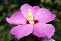 25 Dark Pink ROSE Of SHARON HIBISCUS Syriacus Flower Tree Bush Seeds