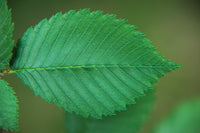 25 White AMERICAN ELM tree Ulmus Americana RED Flower Seeds