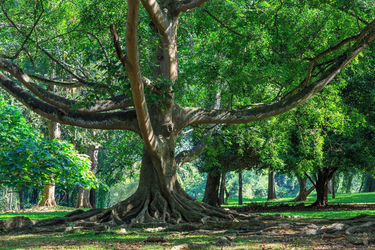 50 WEEPING FIG Ficus Benjamina Benjamin Indian Rubber Tree Houseplant Seeds