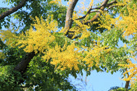10 GOLDEN RAIN TREE Goldenrain Koelreuteria Paniculata Yellow Flower Seeds