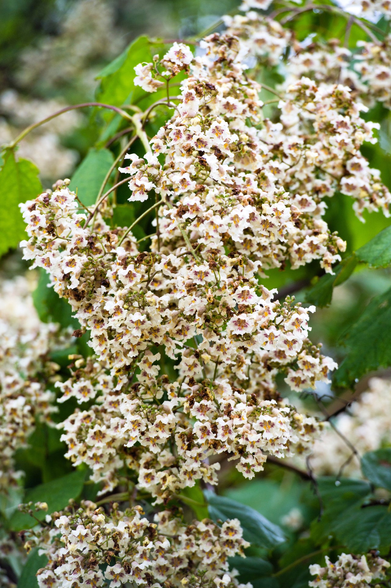 50 Flowering NORTHERN CATALPA Speciosa TREE Seeds (aka Western Catalpa or Catawba / Indian Cigar / Fish-Bait)
