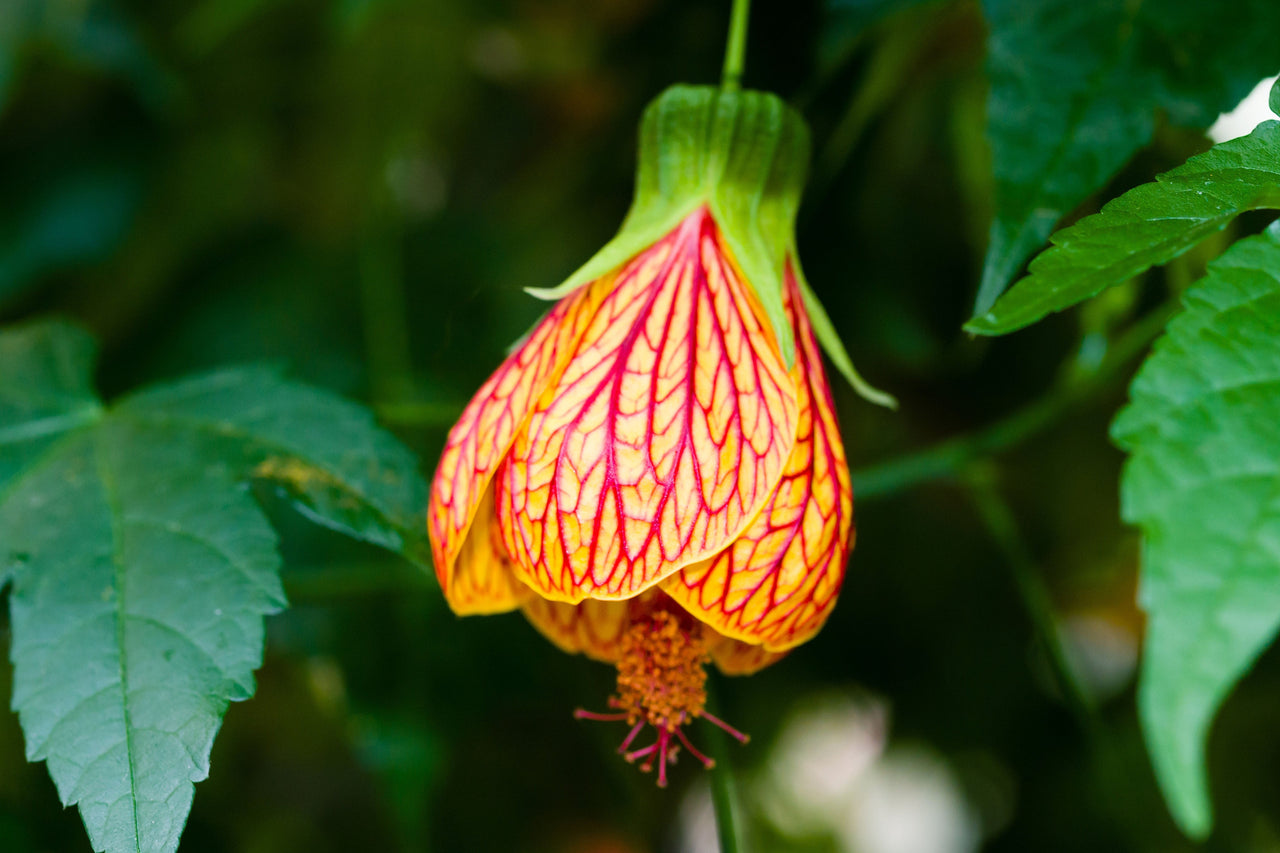 30 Mixed Colors FLOWERING MAPLE (Chinese Bell Flower) Abutilon Hybridum Shrub Bush Small Tree Seeds