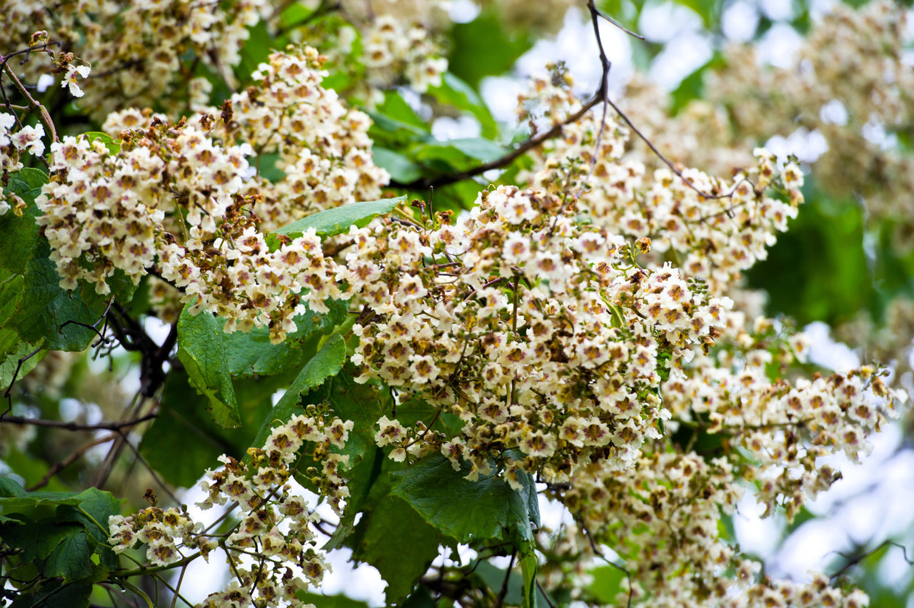 50 Flowering NORTHERN CATALPA Speciosa TREE Seeds (aka Western Catalpa or Catawba / Indian Cigar / Fish-Bait)