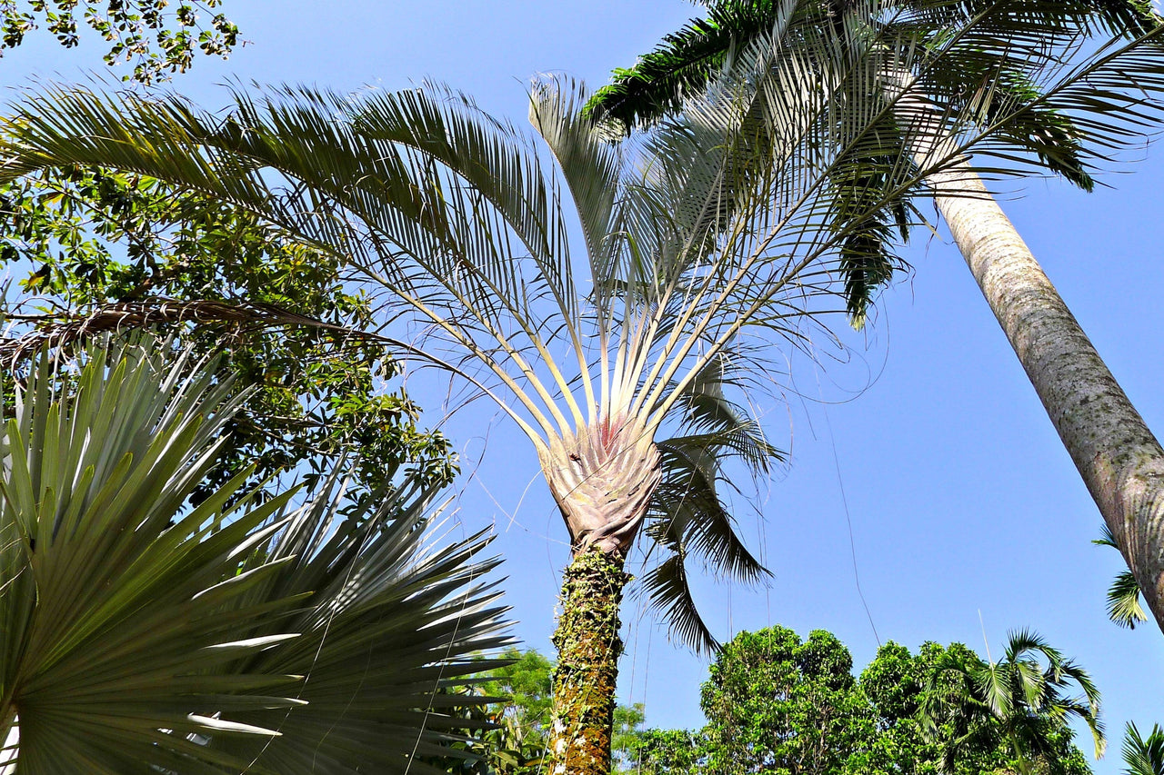 10 TRIANGLE PALM TREE Dypsis Decaryi Rare Tropical from Madagascar Seeds