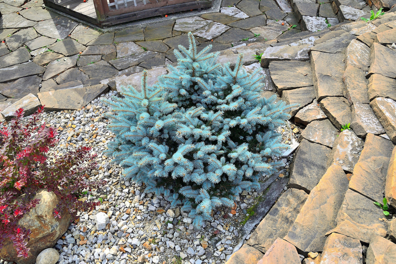 50 Colorado BLUE SPRUCE Tree Picea Pungens Glauca Christmas Tree White Silver Spruce Evergreen Seeds