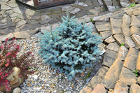 50 Colorado BLUE SPRUCE Tree Picea Pungens Glauca Christmas Tree White Silver Spruce Evergreen Seeds