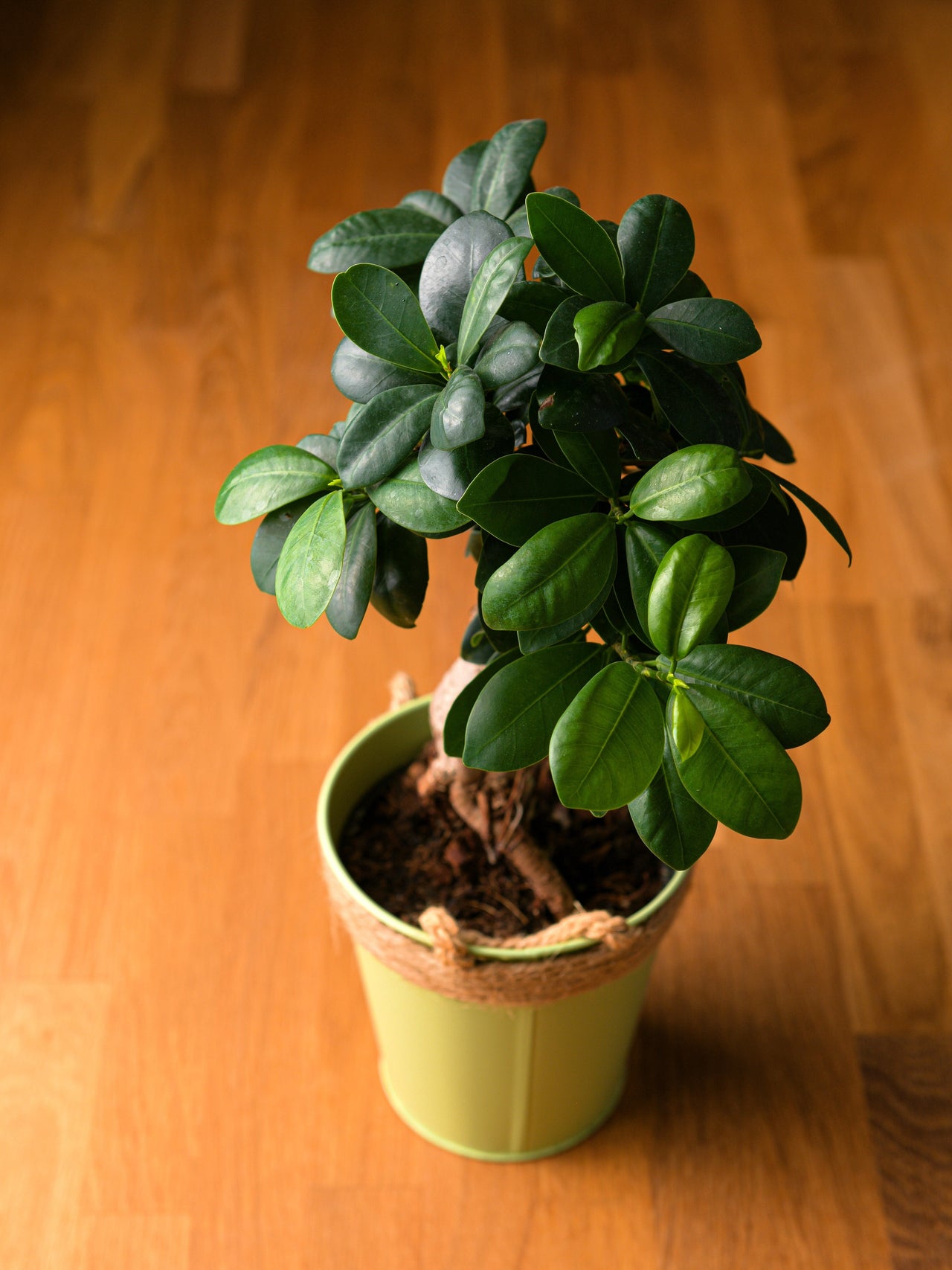 50 BANYAN / BANYAN FIG TREE East Indian Ficus Benghalensis Aerial Root Houseplant Seeds