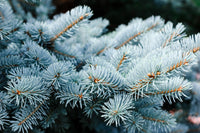 50 Colorado BLUE SPRUCE Tree Picea Pungens Glauca Christmas Tree White Silver Spruce Evergreen Seeds