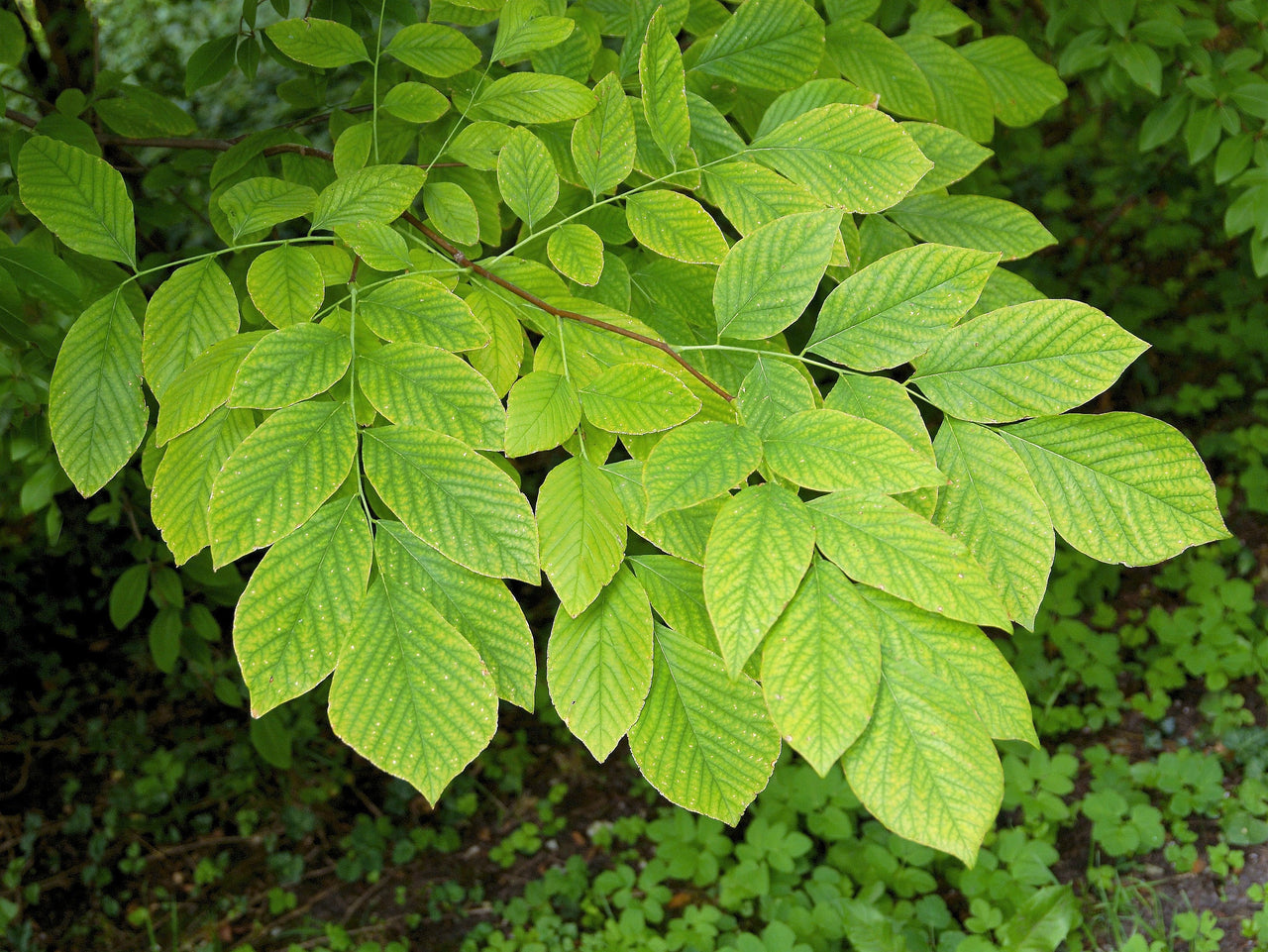 10 YELLOW ASH TREE Kentucky Yellowwood White Flowers Cladrastis Lutea Kentukea Seeds
