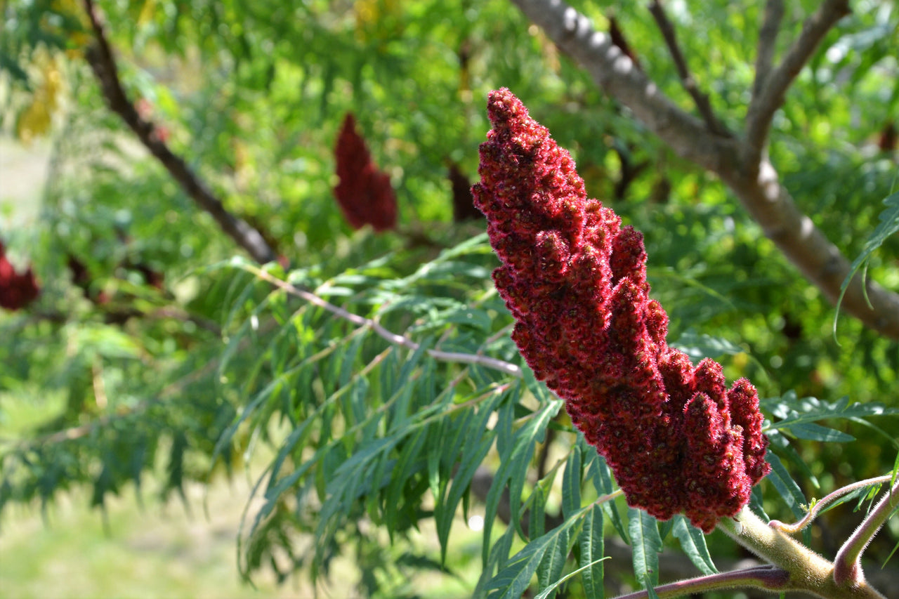 75 SMOOTH SUMAC TREE Red Berries Rhus Glabra Borealis Seeds