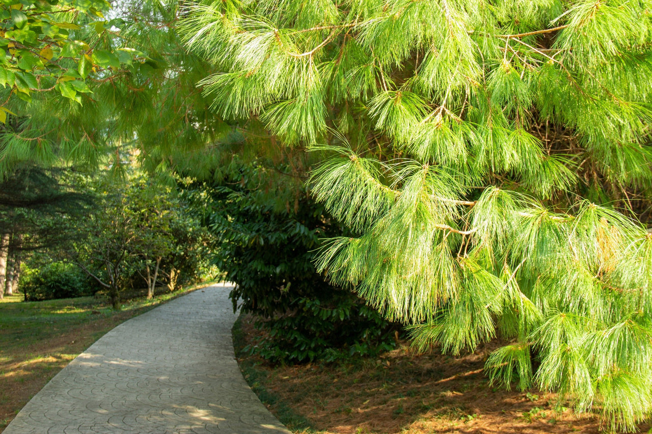 30 Mexican WEEPING PINE TREE Evergreen Pinus Patula Seeds