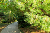 30 Mexican WEEPING PINE TREE Evergreen Pinus Patula Seeds