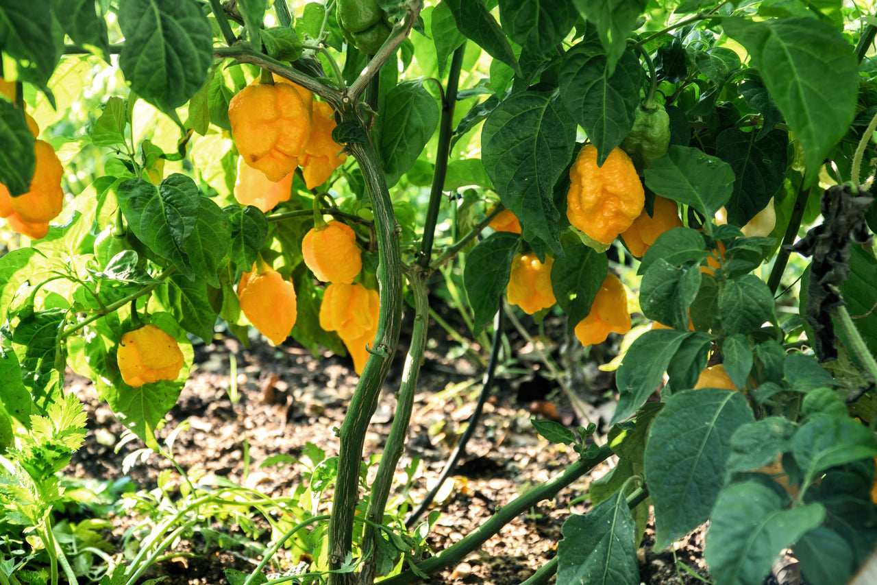 10 Yellow CAROLINA REAPER PEPPER World's Hottest Capsicum Chinense Hot Chili Vegetable Seeds