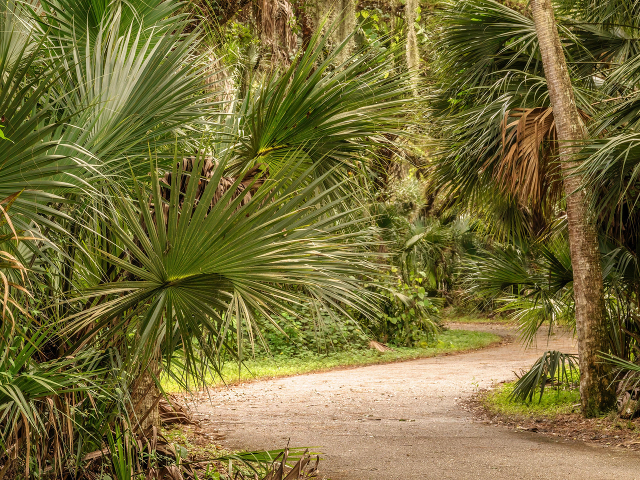 5 GREEN SAW PALMETTO Serenoa Repens American Dwarf Palm Tree Shrub Edible Fruit Sun or Shade Seeds