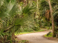 5 GREEN SAW PALMETTO Serenoa Repens American Dwarf Palm Tree Shrub Edible Fruit Sun or Shade Seeds