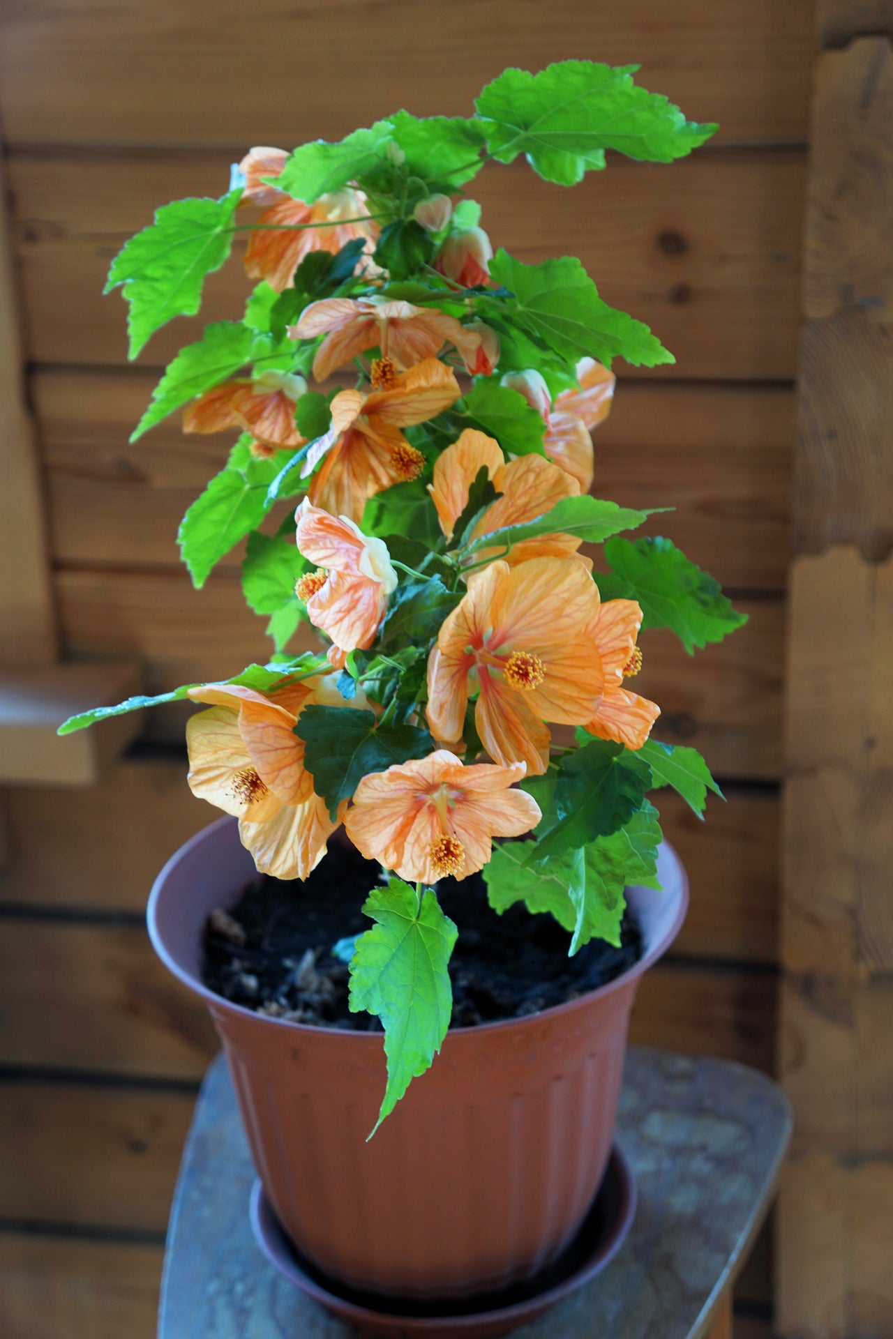 30 Mixed Colors FLOWERING MAPLE (Chinese Bell Flower) Abutilon Hybridum Shrub Bush Small Tree Seeds