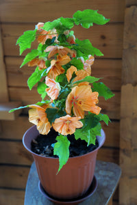 30 Mixed Colors FLOWERING MAPLE (Chinese Bell Flower) Abutilon Hybridum Shrub Bush Small Tree Seeds