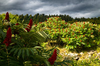 75 SMOOTH SUMAC TREE Red Berries Rhus Glabra Borealis Seeds