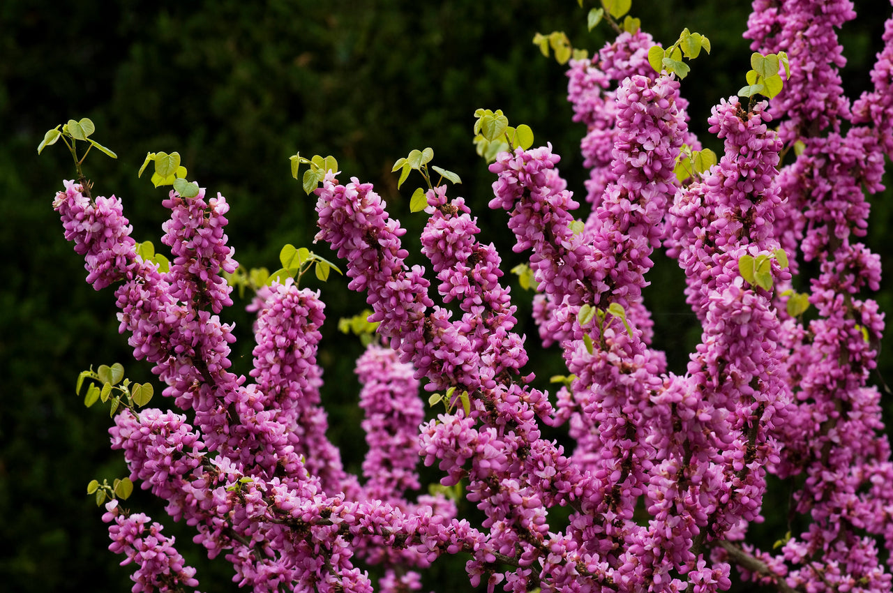 40 CHINESE REDBUD Cercis Chinensis Shrub Small Tree Pink Purple Flower Seeds