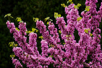 40 CHINESE REDBUD Cercis Chinensis Shrub Small Tree Pink Purple Flower Seeds