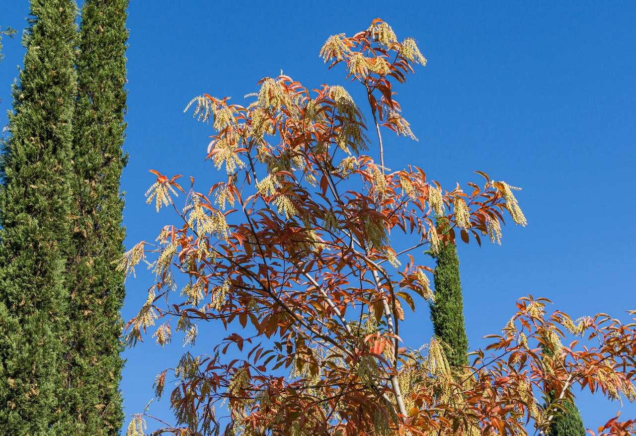 50 LILY Of The VALLEY TREE Sourwood Sorrel Oxydendrum Arboreum Flower Seeds