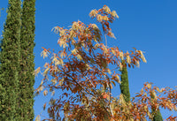 50 LILY Of The VALLEY TREE Sourwood Sorrel Oxydendrum Arboreum Flower Seeds