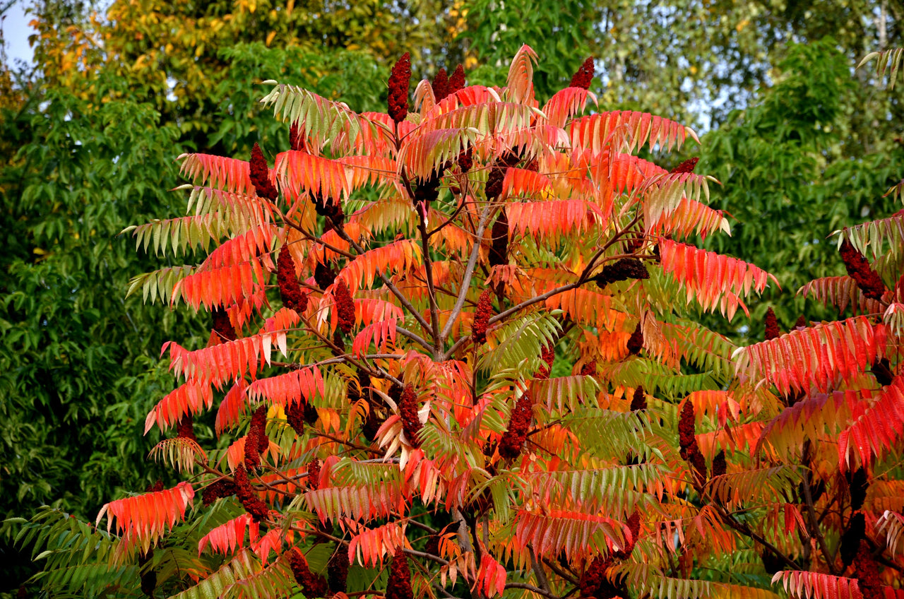 75 SMOOTH SUMAC TREE Red Berries Rhus Glabra Borealis Seeds