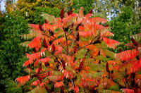 75 SMOOTH SUMAC TREE Red Berries Rhus Glabra Borealis Seeds